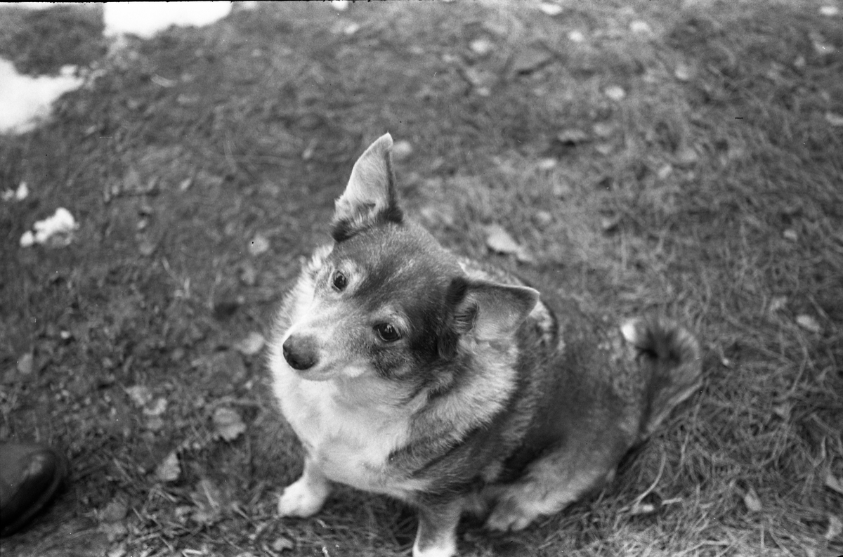 Hund. Seks bilder. Mjøsmuseet / DigitaltMuseum